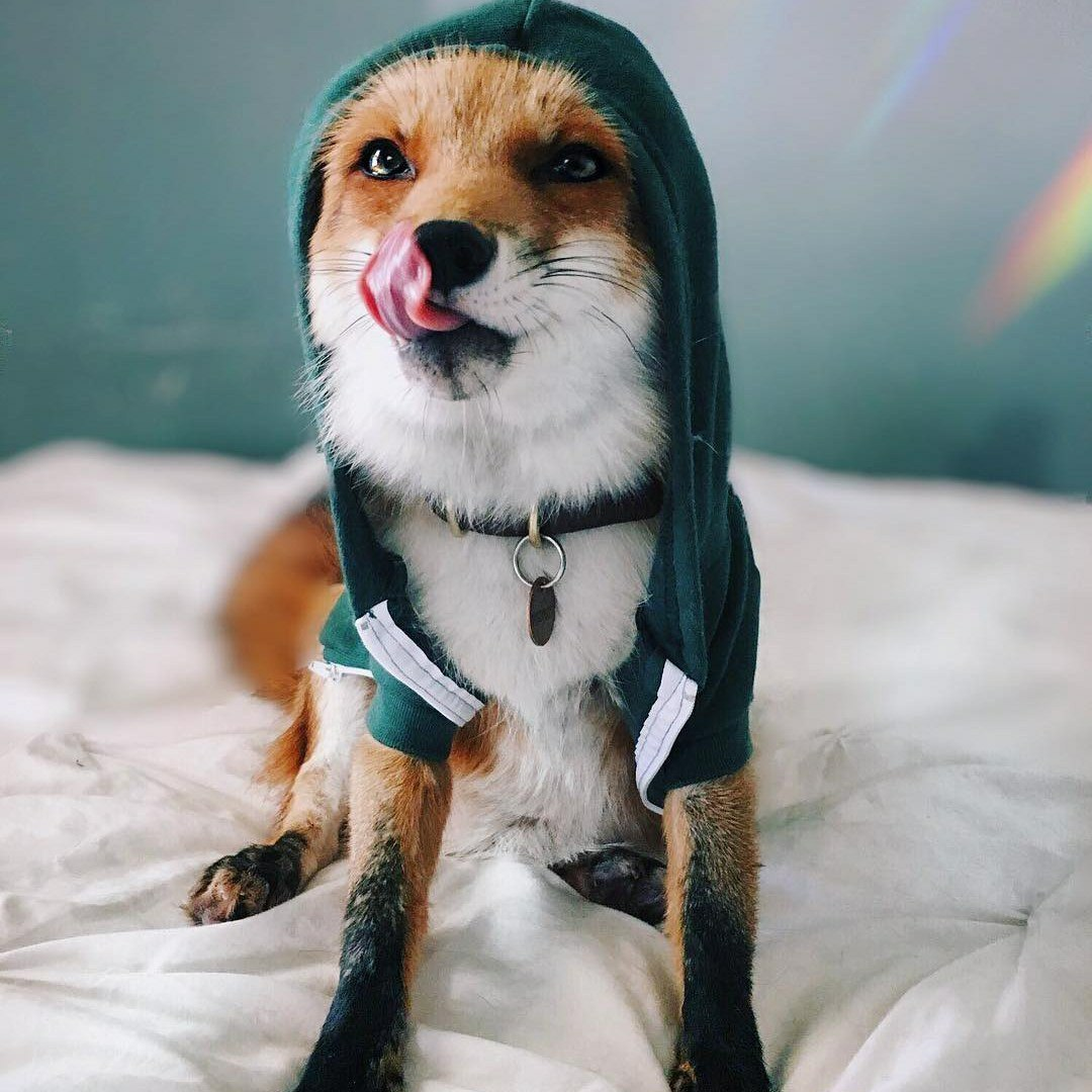 Foto de raposa