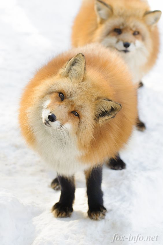 Foto de raposa