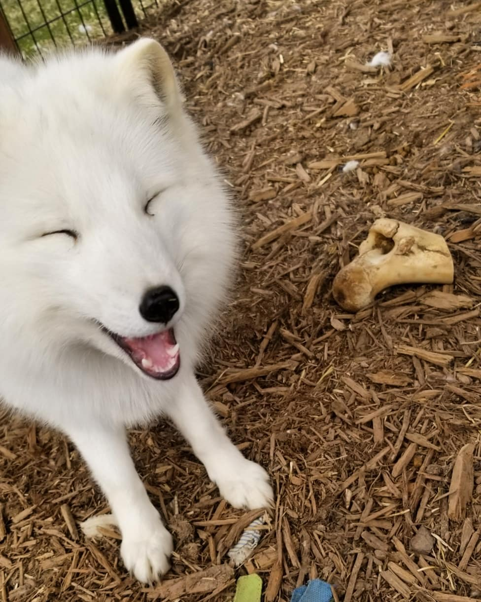 Foto de raposa