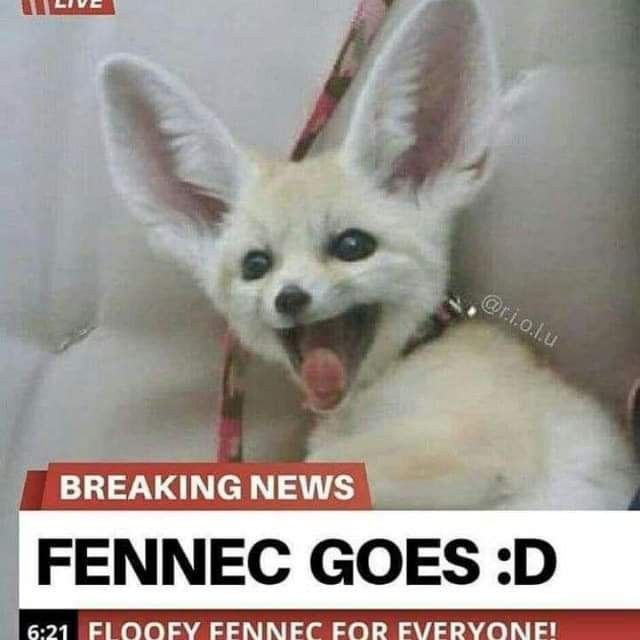 Foto de raposa
