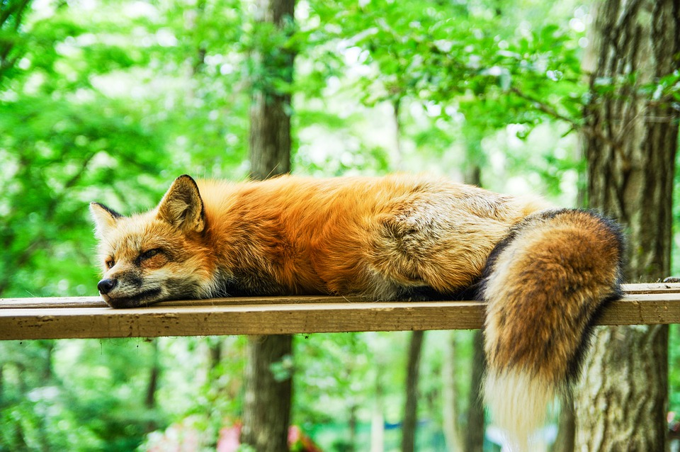 Foto de raposa