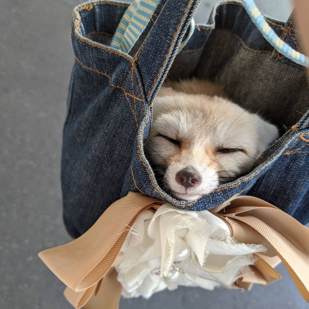 Foto de raposa