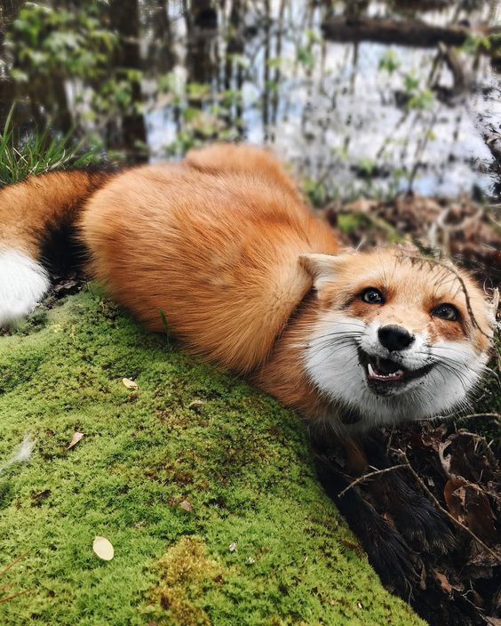 Foto de raposa