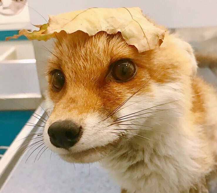 Foto de raposa