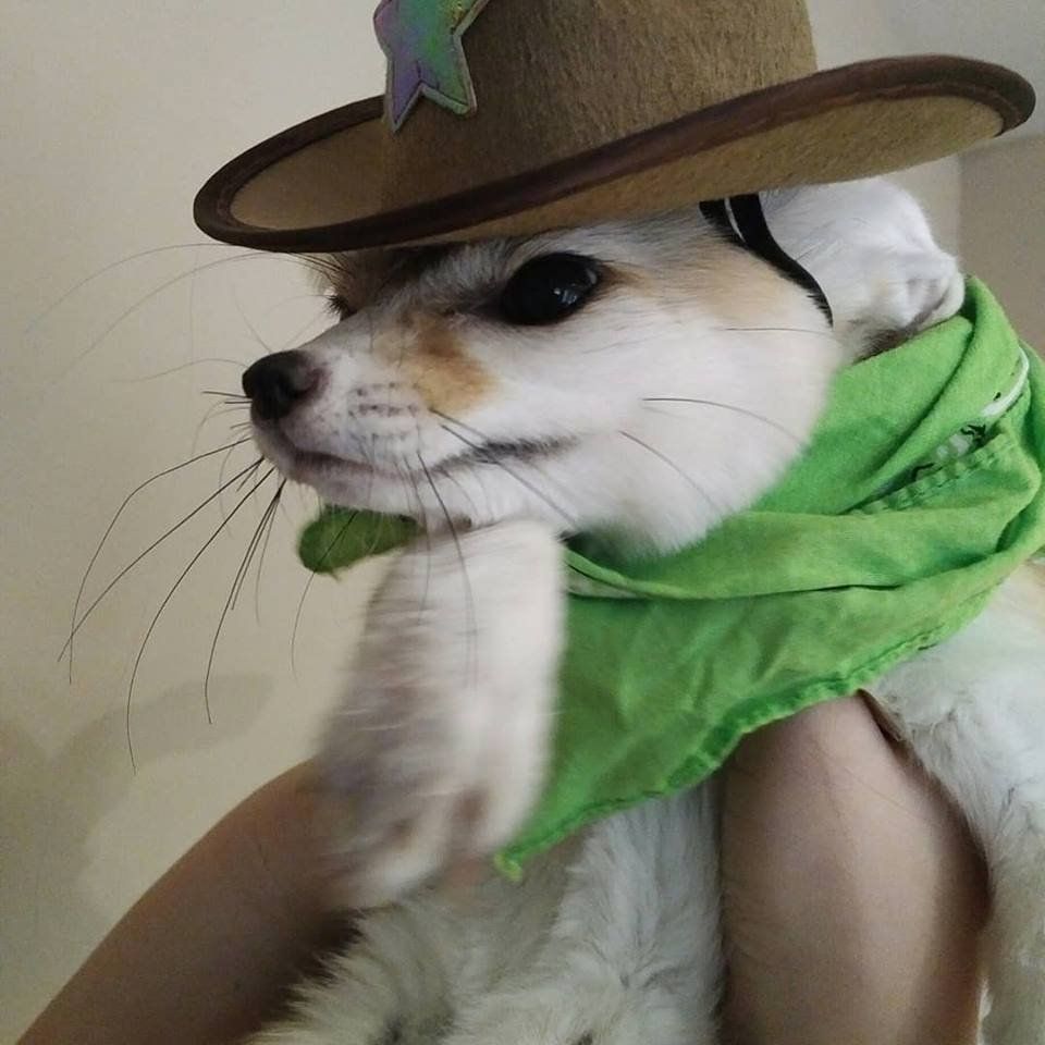 Foto de raposa