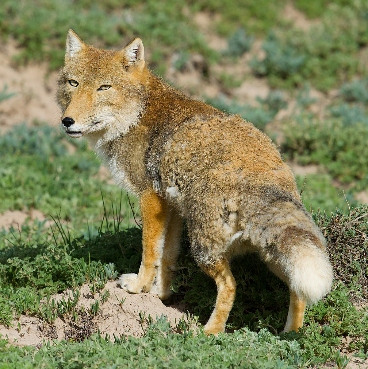 Raposa-do-himalaia